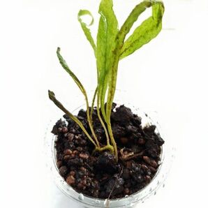 ミクロソリウム③ 一株 水草 無農薬