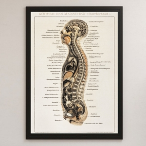 人体断面図 解剖学 リトグラフ ビンテージイラスト 光沢ポスター A3 バー カフェ リビング クラシック インテリア 人間 構造 医学内蔵 筋肉