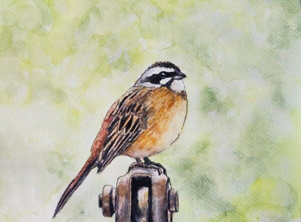 水彩画 手描き 野鳥【ホウジロ】(フレーム付)