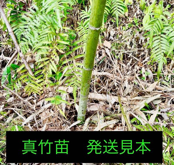 真竹 小苗発送 たけのこ狩・鑑賞用・工芸用