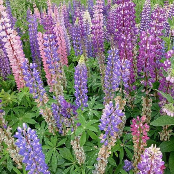 ルピナスmix 多年草 鮮やかな色