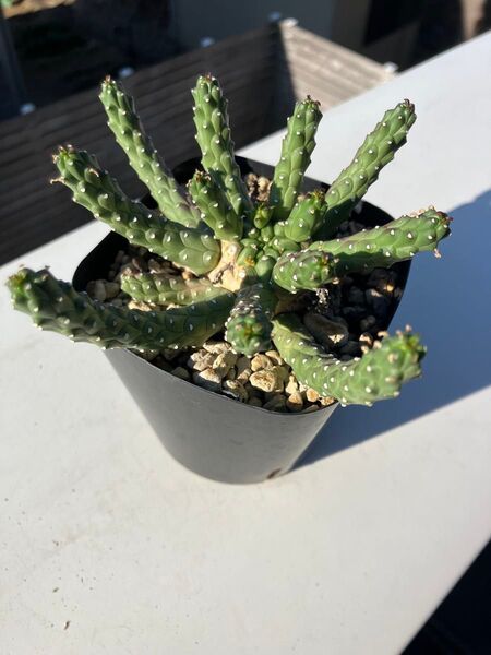 ユーフォルビア 九頭竜 イルミネス イネルミス 多肉植物 タコモノ 塊根 塊根植物 サボテン