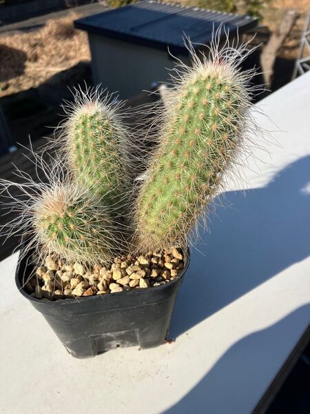 サボテン デラエティー 多肉植物 塊根 塊根植物