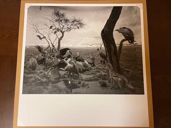 杉本博司 HIROSHI SUGIMOTO ポスター『ハイエナ、ジャッカル、コンドル』
