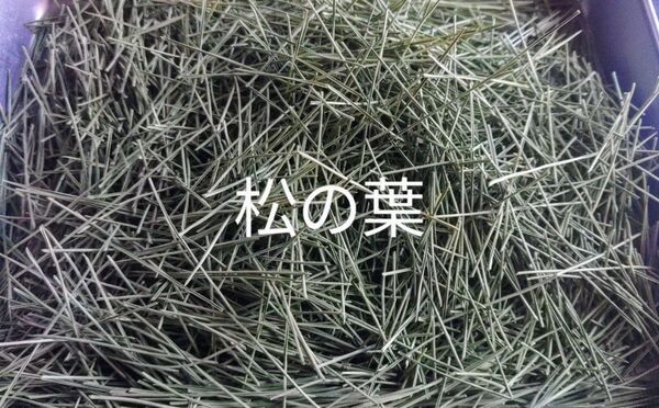 岩手県産 松の葉 乾燥 25g