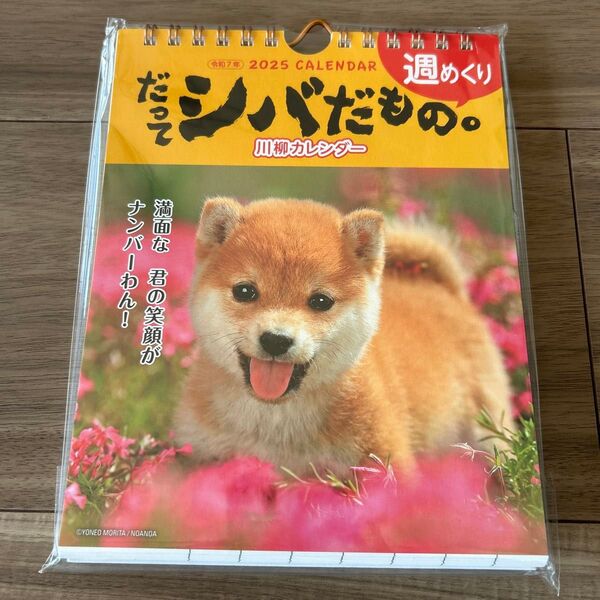 アクティブコーポレーション 2025年版 卓上カレンダー だってシバだもの。 柴犬 森田米雄 25ACL-566