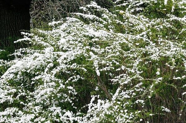 コメザクラ 米桜 ユキヤナギ 雪柳