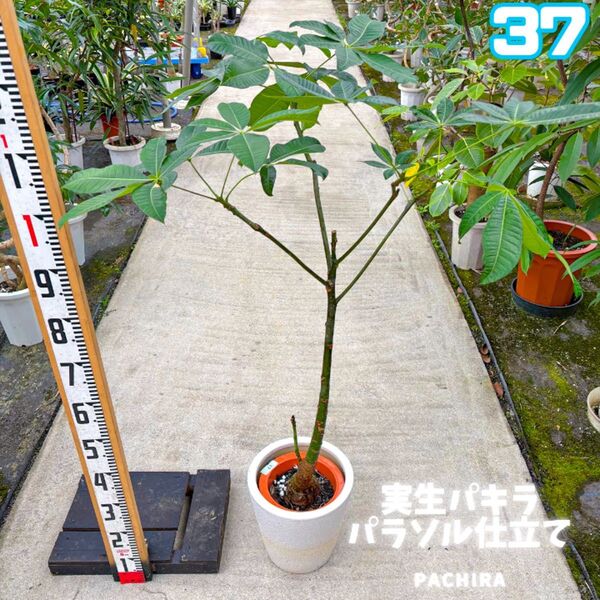 実生パキラ・パラソル仕立て37・約125センチ