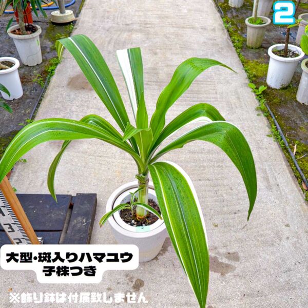 斑入りハマユウ2・大型・約80センチ・子株つき