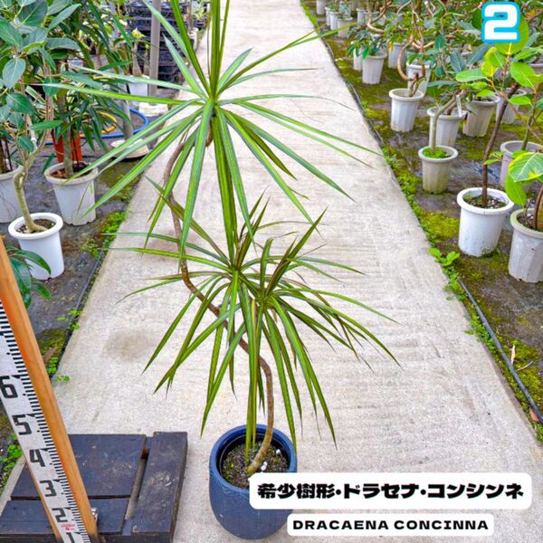 希少樹形、ドラセナ・コンシンネ2・120センチ