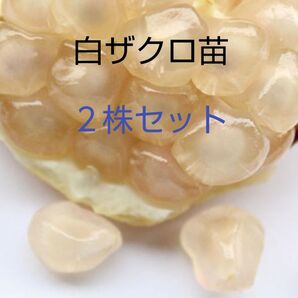 白ザクロ苗 2株セット 白ザクロは高価希少価値あり!! 芽吹き始めました今がオススメ!
