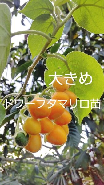 南国熱帯果樹 大きめ ドワーフタマリロの苗 大きめサイズ25cm以上 1株 甘酸っぱく珍しい熱帯果樹 成長がはやく2年目で収穫可