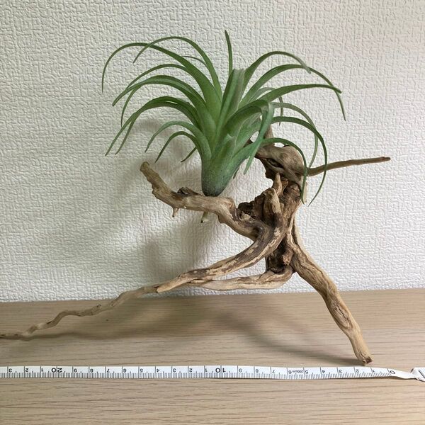 流木と エアプランツ造花 インテリア 止まり木 オブジェ チランジア Tillandsia インテリア エアプランツディスプレイ