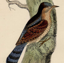 1895年 Morris 英国鳥類史 木版画 手彩色 キツツキ科 アリスイ属 アリスイ WRYNECK 博物画_画像2
