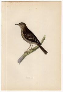 1895年 Morris 英国鳥類史 木版画 手彩色 セキレイ科 タヒバリ属 ヨーロッパビンズイ TREE PIPIT 博物画