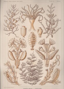 1901年 ヘッケル 生物の驚異的な形 大判 Pl.25 ヒドロ虫綱 ウミシバ科 ツツウミシバ科 Sertulariae 博物画