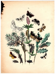 1882年 Kirby 石版画 手彩色 ヨーロッパの蝶と蛾 Pl.24 トモエガ科 ギョウレツケムシ科 シャチホコガ科など8種 博物画