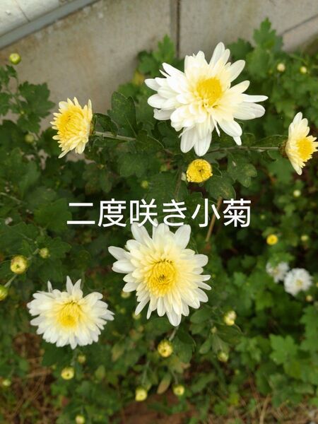 激安二度咲き冬至芽3本