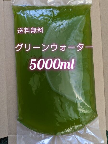 グリーンウォーター 濃いめ 5000ml メダカ 稚魚 ミジンコ 針子 越冬