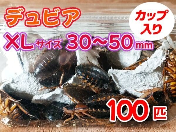 2025年最新】Yahoo!オークション -デュビア成虫の中古品・新品 2025年最新】Yahoo!オークション -デュビア成虫の中古品・新品
