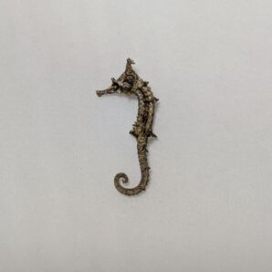 ★淡路島で獲れたタツノオトシゴ★