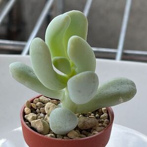 多肉植物^o^ バナナ美人