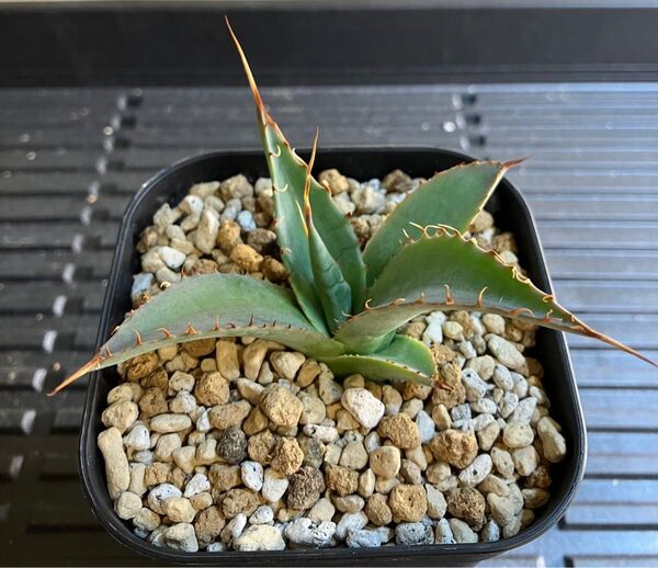 アガベ シャウィー x パラサナ① hidden agave ジェレミー氏作の子株 シャウパラ ハイブリッド Jeremy