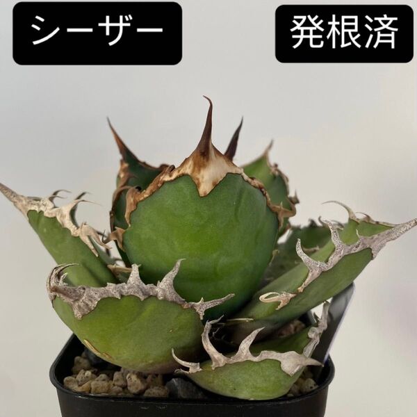 アガベ チタノタ シーザー 28