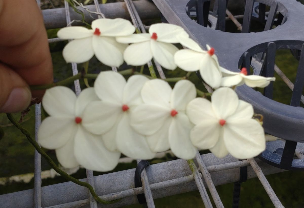 Yahoo!オークション -「elan エラン」(花) (鉢植え)の落札相場 Yahoo!オークション -「elan エラン」(花) (鉢植え)の落札相場