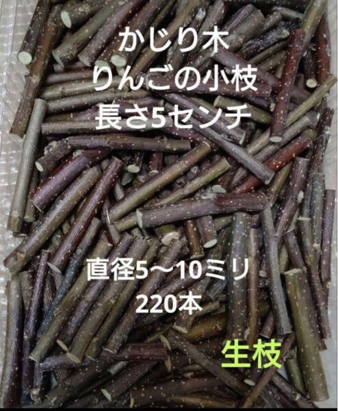 生枝 かじり木りんごの小枝 220本 短いサイズ