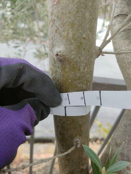 オリーブの枝(挿し木用の生木)太さ3〜4.5cm(例えば太さ4cmは周囲125.6cmです)【ページ編集中】無農薬
