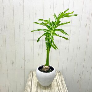 Hilodendron selloum フィロデンドロン・セローム 鉢カバー付き