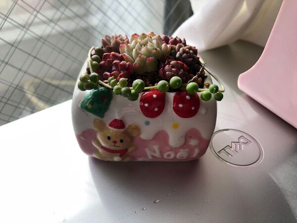 多肉植物寄せ植え