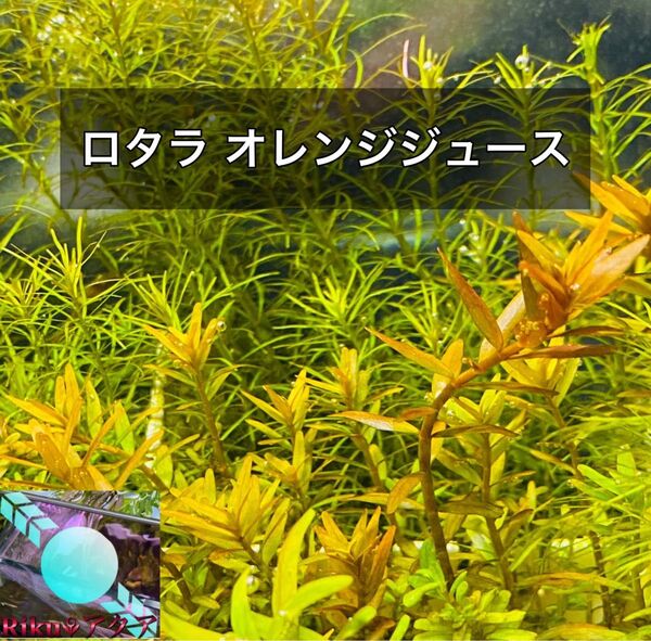 ロタラ オレンジジュース(5本)水中葉