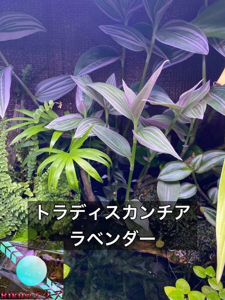 トラディスカンチア・フルミネンシス ‘ラベンダー’(3本)