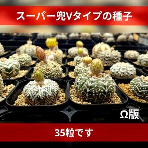 Ω35粒 スーパー兜 アストロフィツム Vタイプ 種 Astrophytum asterias V-type 兜丸Vタイプ