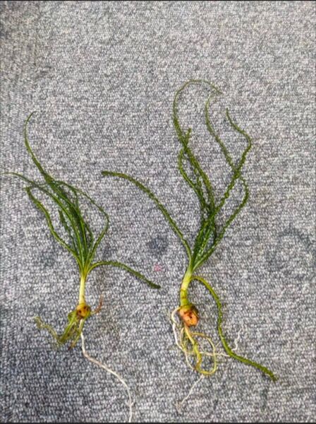 クリナムアクアチカ ナローリーフ 1株 同等品