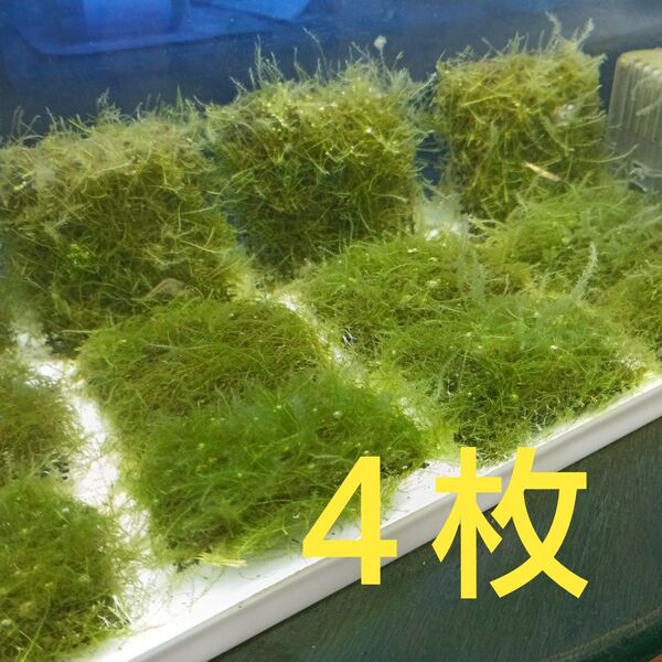 ウィローモスマット 4枚 144cm2 アクアリウム 水草