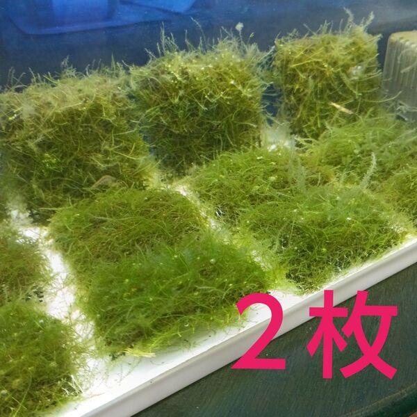ウィローモスマット 2枚 72cm2 アクアリウム 水草