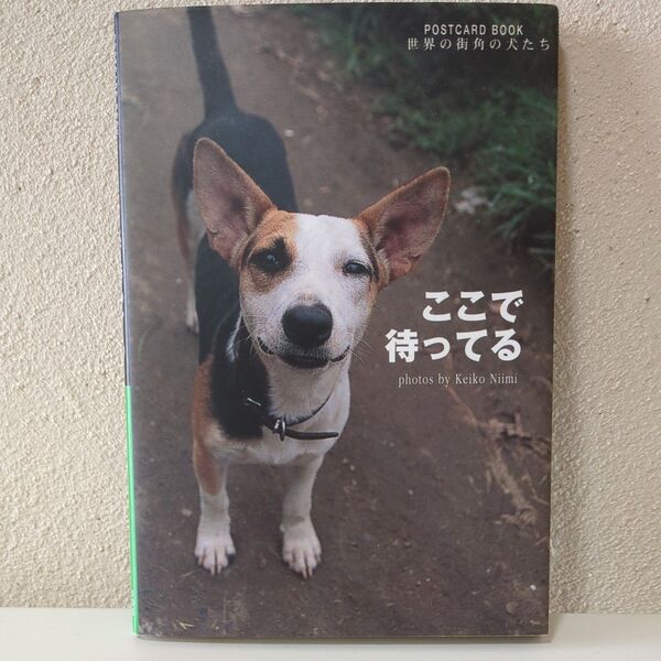 ここで待ってる 世界の街角の犬たち POSTCARD BOOK
