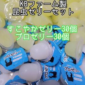 人気昆虫ゼリーセット KBファーム すこやかゼリー プロゼリー 計60個 カブトムシ クワガタ オオクワ オオクワガタ ドルクスゼリー