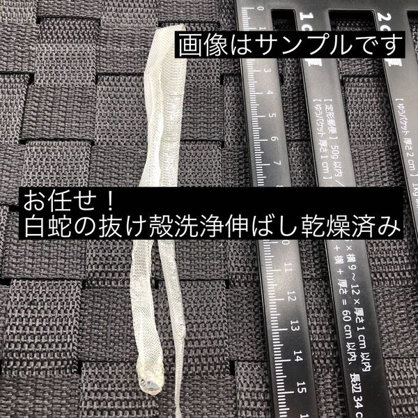 お任せ!白蛇の抜け殻洗浄伸ばし乾燥済み