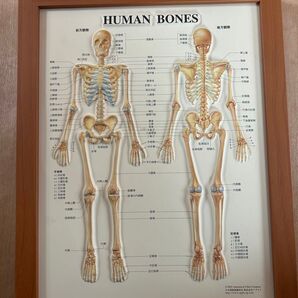 中古美品(医学ポスター)HUMAN BONES 3Dスタンド 骨格 接骨院 長さ33.5 広さ26
