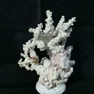 3【珊瑚】大型★飾り サンゴ礁 置物★白 海水魚 水槽 レイアウト インテリア 化石