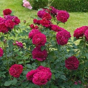 バラ苗 DB おまけ付き