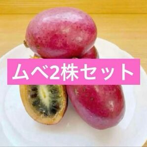 ムベ 抜き苗 1株