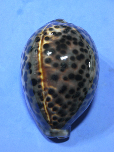 .. specimen Cypraea tigris 105.5mm