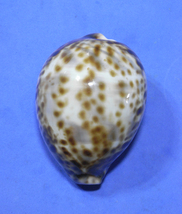 貝の標本 Cypraea tigris 74.8mm_画像1