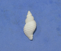 貝の標本 Praengeria dentata 21.4mm._画像1