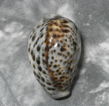 貝の標本 Cypraea tigris 63.2mm.freak _画像1